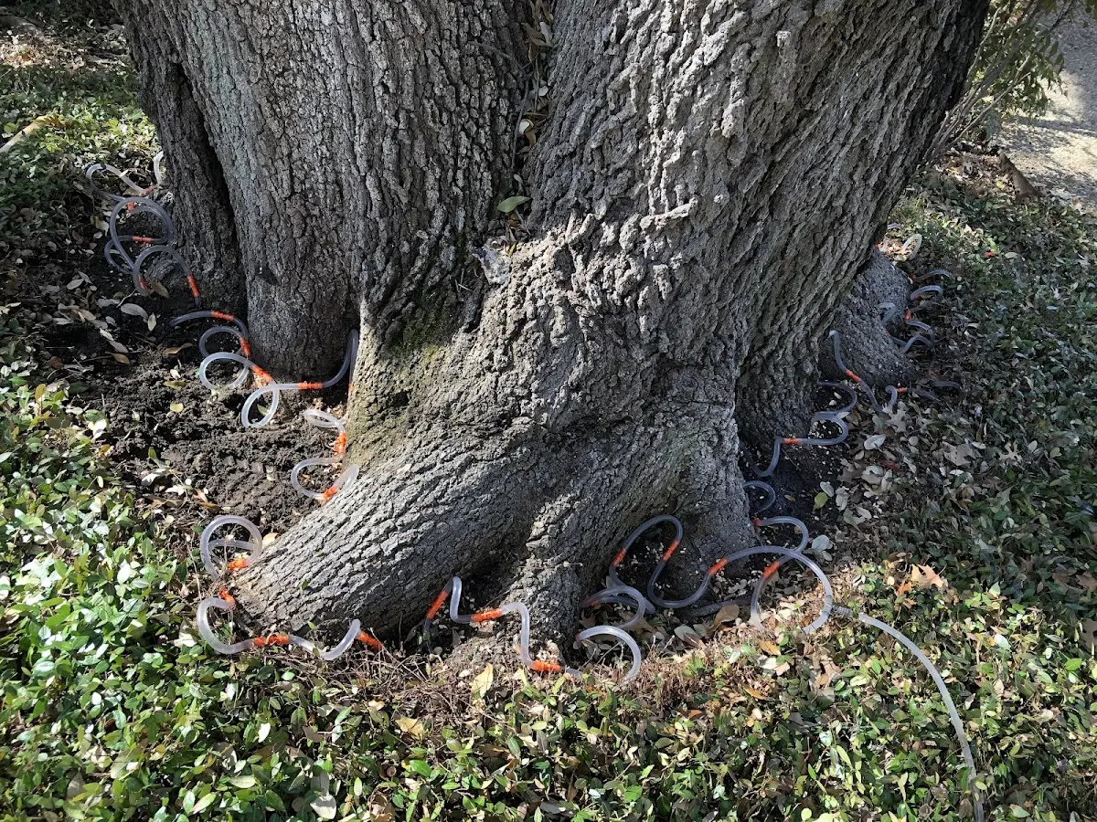 Detailed Tree Cabling and Bracing job site in Rivervale